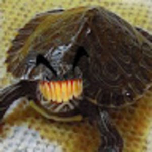 Meet your Posher, R.a.m.